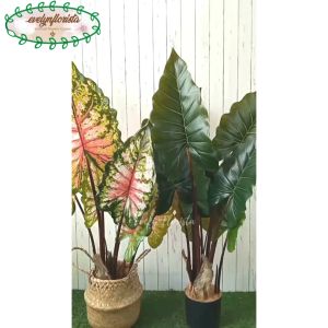 Pohon Imitasi Keladi Giant Taro & Keladi Pelangi T120 Latex Cover Anyaman Purun Belly Medium Hiasan Cafe