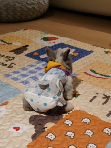 Small Rabbit Disposable Diapers Pet Urinal Bags for Outdoor Use Assorted Sizes Universal Fit Easy to Wear Butt Protection