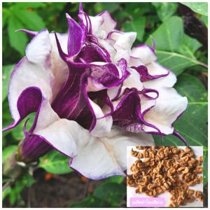 เมล็ดลำโพง สีม่วง 40 เมล็ด ลำโพงกาสลัก มะเขือบ้า เมล็ดดอกไม้ ปลูกต่อได้
