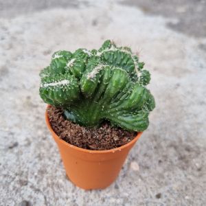 Live cactus (pot size 5cm) ready stock 仙人掌 岩石狮子
