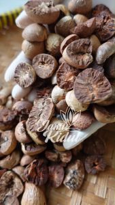 Buah Pinang: Pilihan Ukuran & Manfaat