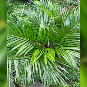 Combo 10 Lá Cau tươi dùng cắm hoa cực đẹp - Trang trí Decor Decor Phòng