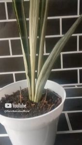 Tanaman Hias Sensiera Bantel Sensasion: Tips Dekorasi Ruangan