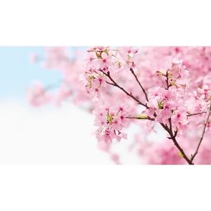 Bộ Sản Phẩm Chăm Sóc Da Mặt LAIKOU Sakura 3 Món - Bộ Kem Dưỡng Ẩm Mắt Và Mặt Dành Cho Nữ Bộ Quà Tặng Chăm Sóc Da Mini Du Lịch