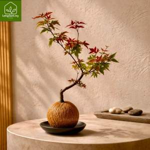 Maple Tree Bonsai 枫叶盆栽 Kokedama Moss Ball Live Plant | Japanese Style Bonsai Plant 苔藓球造型盆栽 Pokok Hidup