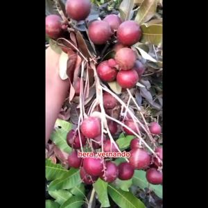 Bibit Kelengkeng Merah Kondisi Sudah Berbunga