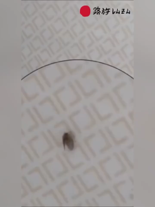 ยากำจัดแมลงท่อ 500ml น้ำยากำจัดแมลง ฆ่าแมลงมาตามท่อน้ำทิ้งในครัวเรือน ท่อระบายน้ำบนพื้น ยาฆ่าแมลงมืออาชีพ สารกำจัดแมลง