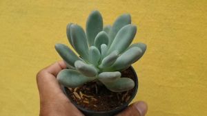 ต้นไม้อวบน้ำ กุหลาบหิน ลูกอมเทา ไข่มุก Pachyphytum oviferum beauty  #succulent #กุหลาบหิน #Pachyphytum กุหลาบหิน ต้นไม้ - Lazada