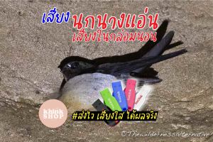 เสียงนกนางแอ่น เสียงในกล่อมนอน เมมเสียงนกนางแอ่น แฟลชไดร์ฟเสียงนกนางแอ่น