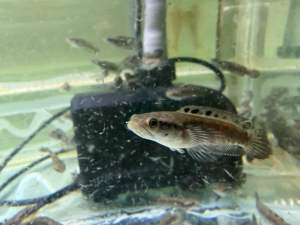Channa Blue Pulchra 4-10cm live fish
