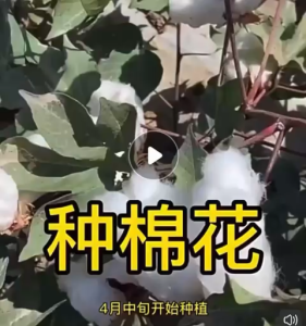 Benih Kapas/Benih Pokok Kapas(50 Seeds)/棉花种子/Cotton Seeds/Cotton Flower Seeds
