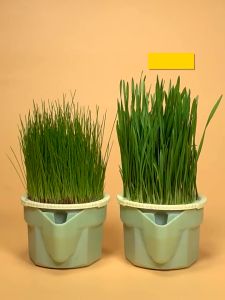 Fresh Cat Grass Can Lazy Healthy Cat Food Cat Grass Seed Easy To Plant Hairball Solution Rumput Untuk Kucing