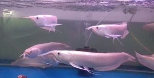Harga Borong Silver Arowana 10-16inci ikan Kelisa murah