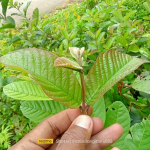 Daun jambu biji muda pucuk Segar Spesial (kemasan 250gram)