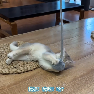 Đồ Chơi Dán Tường Cục Bông Lò Xo Co Giãn Cho Thú Cưng Chó Mèo - iPet Shop