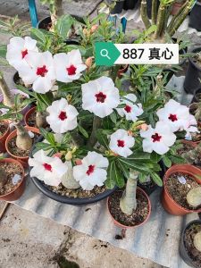 Adenium Obesum Bonsai ID 887 真心 富贵花
