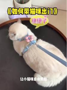 VOA | Anti-Escape Non-Choking Cat Leash