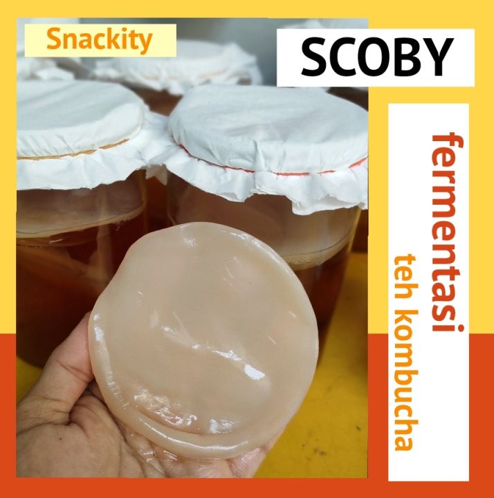 Scoby Kombucha, Bibit kombucha, Starter kombucha, teh fermentasi ( scoby diameter 8 cm dan 10 cm, tebal 0,5 cm)
