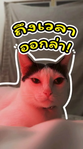 Pramy Midnight Prey อาหารเปียกแมว สูตร Complete & Balanced ขนาด 80g แยกซอง