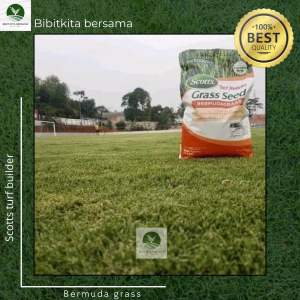 1KG Benih rumput Bermuda - jual bibit rumput lapangan sepak bola 1KG - Rumput Lapangan JIS 1KG