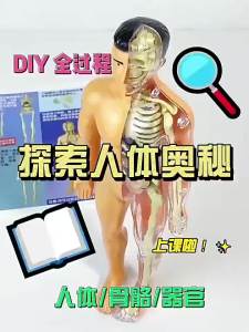 Mô Hình Cơ Thể Con Người Xương Sọn Tách Rời Lắp Ráp Giải Phẫu Sinh Học Y Học 3D Nội Tạng Cơ Thể Đồ Chơi Trẻ Em