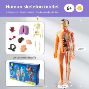 FUZAO | Disassemblable Anatomy Model Toy with 3D Skeleton and Organs