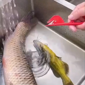 ที่ตัดลำไส้ไก่สแตนเลส กรรไกรตัดลำไส้ไก่ มีดกรีดล้างไส้ไก่ สีสุ่ม เหมาะสำหรับการตัดลำไส้ไก่ เป็ด และห่าน