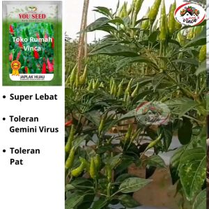 Benih Bibit Biji Cabe Rawit Hijau JAPLAK HIJAU 10gram Cap You Seed
