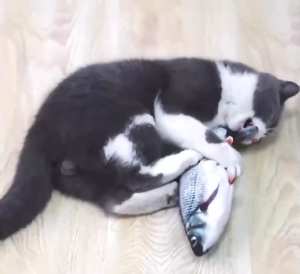 Fish Plush Toys Mainan Kucing Ikan Simulation Teasing Cat Toy Cat Supplies Cat Toy Kitten Toy