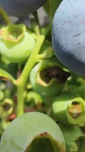 CHẬU CÂY VIỆT QUẤT NHƯ HÌNH ẢNH THẬT