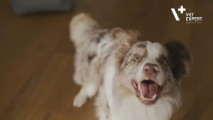 Vet Expert UrinoVet per piece Cat Dilution Twist Off Capsules