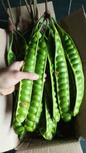 Petai segar baru petik 10 papan di petik langsung dari pohon