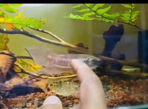 Betta Tomi Kota Tinggi( Pair)