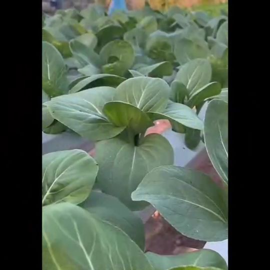 เมล็ดแตงกวาญี่ปุ่น โรเบอร์โต้ F1 เจียไต๋ ผลสีเขียวเข้ม