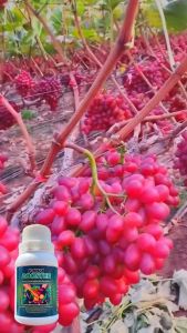 V-MAFA Booster pupuk pelebat buah dan memperkuat akar tanaman buah dan sayuran