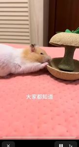 Hamster Chew Toys for Teeth Natural Timothy Grass Chew Bunny Treat Toys for Rabbit Guinea Pig Hamster Cage Accessories
