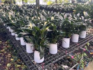 ต้นลิลลี่พีช เดหลีใบมันในกระถางแจกัน แบบเลี้ยงน้ำ