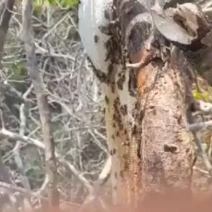 🍁หัวน้ำผึ้งเดือนห้า น้ำผึ้งป่าแท้ 100% 180ML. จากภูจองนายอย น้ำผึ้งป่าเดือนห้า ของแท้ไม่ตกตะกอนไม่ผสมน้ำตาล รสชาติพรีเมี่ยม