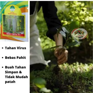 Benih Bibit Timun Besar Hijau Tahan Virus NEW TIRTA F1 160 Biji Cap Kujang