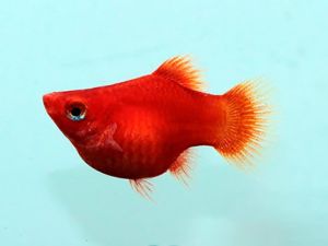 Red Ballon Fish Pair