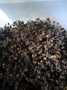 1 KILOGRAM ANDALIMAN KERING (Sichuan Peper) BUMBU MAKANAN KHAS BATAK. Pengiriman dari MEDAN