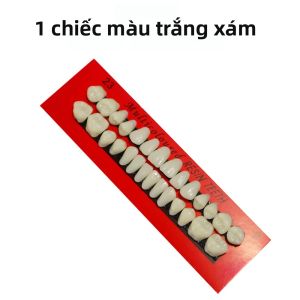 Mô Hình Răng Nha Khoa 28 Răng Bằng Nhựa Resin Dùng Cho Giáo Dục Nghiên Cứu Tẩy Trắng So Sánh Gương Dụng Cụ Thực Hành Cho Kỹ Thuật Viên