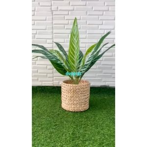 Pohon Artificial Daun Aglonema Hijau Strip X12 Semilatex Cover Pot Anyaman Eceng Gondok Dekorasi Studio Aesthetic