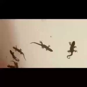 ✅ตุ๊กแกหายหมดแล้ว✅ครีมกำจัดจิ้งจก ยากำจัดจิ้งจก ยาฆ่าจิ้งจก ไล่ตุ๊กแกถาวร ไล่ตุ๊กแก 8 ชิ้น/กล่อง ผลยาวนาน ปลอดภัยสำหรับคนและสัตว์เลี้ยง