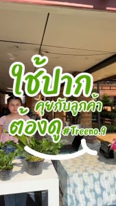 บริษัท Treeno ผู้ให้บริการ บลึกการสัมผัส เจ้าสัว กระทู้ 8 นิ้ว 30-40 ซม ไม้ประดับ ไม้ฟอกอากาศ (ต้นไม้) ผู้ชุมชื่น Anthurium plowmanii Croat