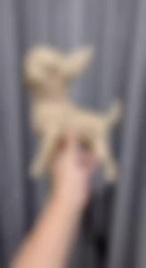 D-Craft โมเดลน้องหมาชิวาว่า กระดาษ 3 มิติ Chihuahua 3D Low Polygon Papercraft