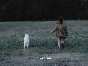 Monge B-Wild Low Grain Boar Adult อาหารสุนัขโตสูตรหมูป่า 12 กก.โลว์เกรน ธัญพืชน้อยกว่า 10%