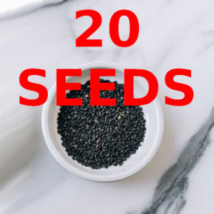 Green House® - Black Sesame Seeds for Planting Vegetable Plants (100 Seed) incl. Instruction F1 Hybrid