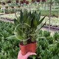 TKL - Lotus Bamboo/Bamboo Basket FengShui Lucky Plant 观音竹/荷花竹/四季招财竹风水植物. 