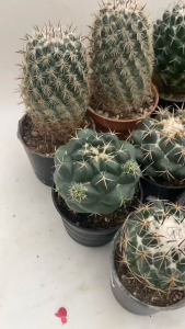 Coryphanthael คละชนิด